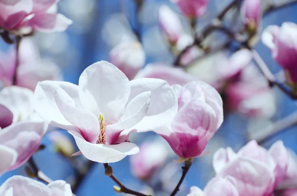 Wunderschöne Magnolienblüten im Frühling. helle Magnolienblüte vor blauem Himmel. romantische Blütenkulisse — Stockfoto