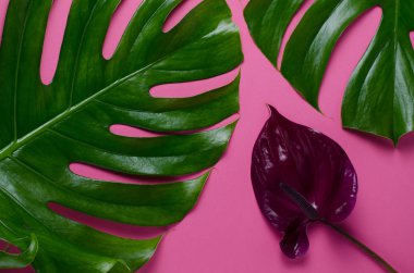 Büyük gerçek monstera pembe bir arka plan üzerinde bırakır. Tropikal tema arka plan şık minimalist tarzda.