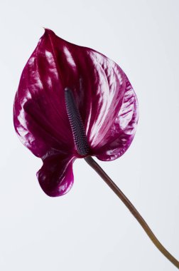 Beyaz arka plan koyu kırmızı antoryum. Tropikal minimalist zemin