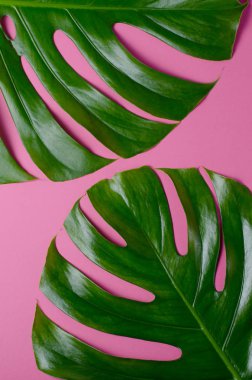 Büyük gerçek monstera pembe bir arka plan üzerinde bırakır. Tropikal tema arka plan şık minimalist tarzda.