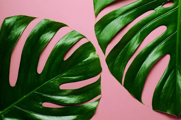 Las hojas grandes presentes monstera sobre el fondo rosado. Fondo de tema tropical en un estilo minimalista de moda . —  Fotos de Stock