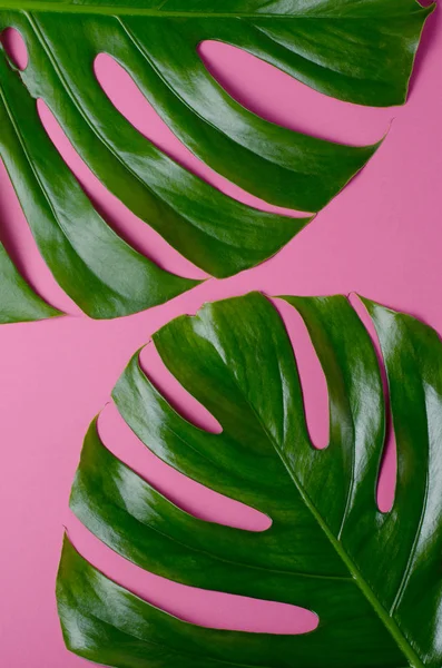 Las hojas grandes presentes monstera sobre el fondo rosado. Fondo de tema tropical en un estilo minimalista de moda . —  Fotos de Stock