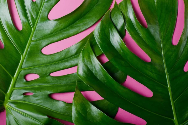 Las hojas grandes presentes monstera sobre el fondo rosado. Fondo de tema tropical en un estilo minimalista de moda . —  Fotos de Stock