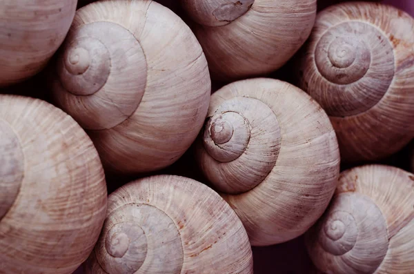 Background with snail shells. Plenty of burgundy snails shells . — Stock Photo, Image
