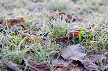 Sonbahar dondurulmuş yeşil çimen.
