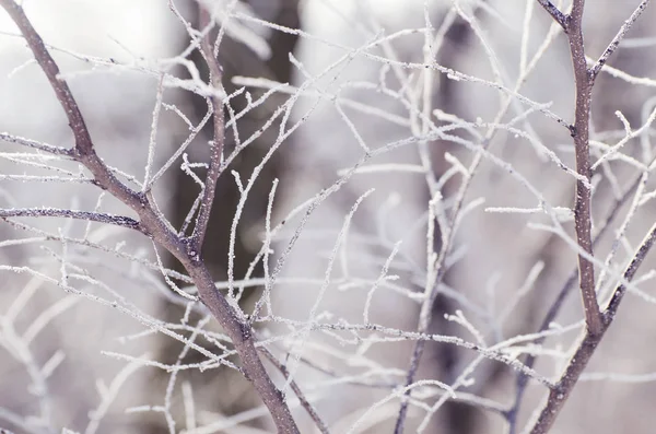 Jul, vinter bakgrund med frostiga träd. — Stockfoto
