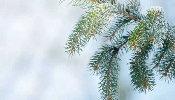 Navidad, fondo de invierno con pino escarchado. Fondo estacional para la tarjeta de felicitación o el diseño de póster — Foto de Stock