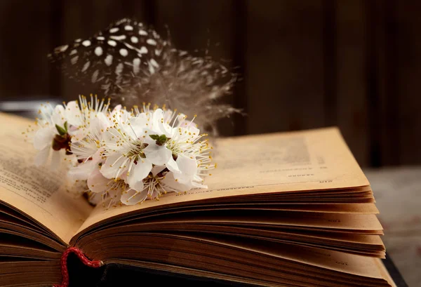 Fundo romântico vintage com livro velho, flor de damasco e pouca pena — Fotografia de Stock