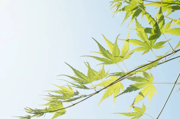 Πράσινο φύλλο της ιαπωνικός σφένδαμνος. Θερινή ώρα φόντο — Φωτογραφία Αρχείου