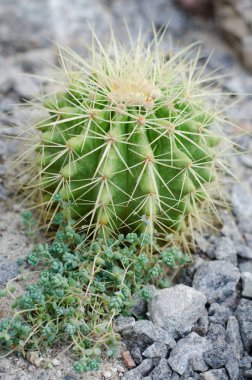 Taşlı zemin parlak Parodia schumanniana kaktüs