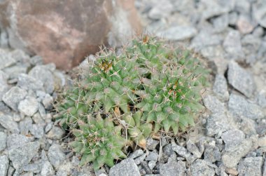 Gri taş karşı sulu kaktüs