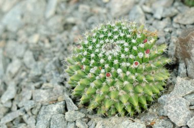 Taşlı zemin parlak Parodia schumanniana kaktüs