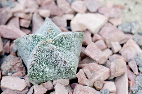 Gri taş karşı sulu kaktüs