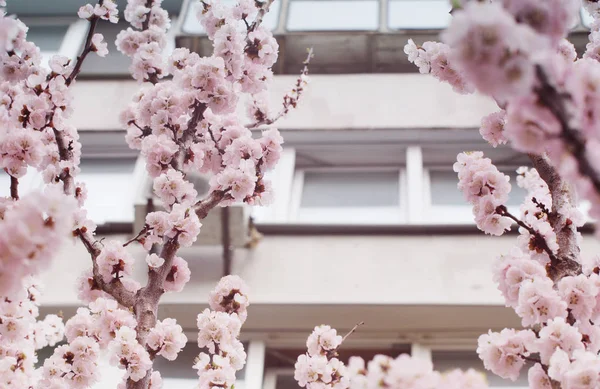 Güzel pembe çiçekler önünde kayısı ağacının evler windows.