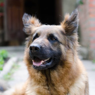 Genç kabarık Alman çoban köpeği ormandaki portresi. Yürüyüşleri ile açık bir evcil hayvan.