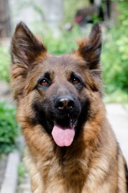 Genç kabarık Alman çoban köpeği ormandaki portresi. Yürüyüşleri ile açık bir evcil hayvan.