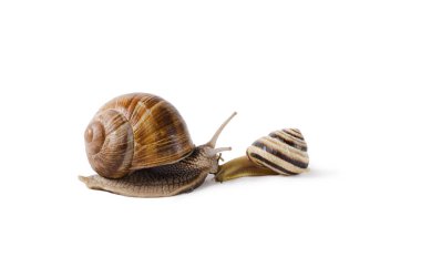 Bordo salyangoz ve küçük salyangoz, Helix pomatia, yenilebilir yumuşakça. Beyaz arka plan üzerinde izole salyangoz.