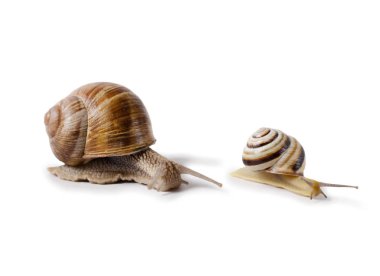 Bordo salyangoz ve küçük salyangoz, Helix pomatia, yenilebilir yumuşakça. Beyaz arka plan üzerinde izole salyangoz.