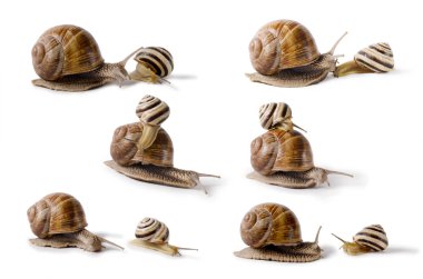 Bordo salyangoz ve küçük salyangoz, Helix pomatia, yenilebilir yumuşakça. Beyaz arka plan üzerinde izole salyangoz.