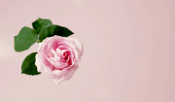 Zarte rosa Teerose vor Vanille-Hintergrund. Vorlage zur Ansicht von oben. — Stockfoto