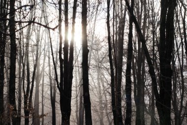 Ormandaki yumuşak güneş ışığı. Kış doğal arka plan.