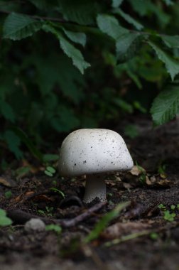 Büyük beyaz champignon ormanın içinde. Yenilebilir mantar.