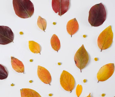 Sonbahar bileşimi canlı kırmızı ve sarı beyaz bir arka plan üzerinde bırakır. Düz yatıyordu üstten görünüm trendy arka plan.