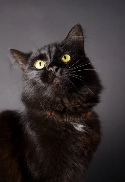 Retrato de un precioso gato negro esponjoso con ojos amarillos brillantes . —  Fotos de Stock