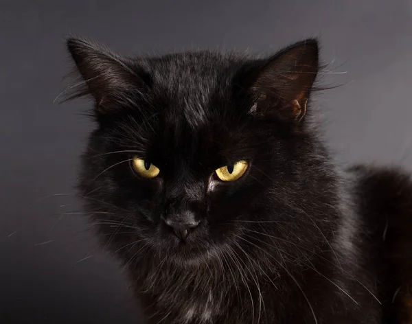 Портрет чудового пухнастого чорного кота з яскравими жовтими очима . — стокове фото