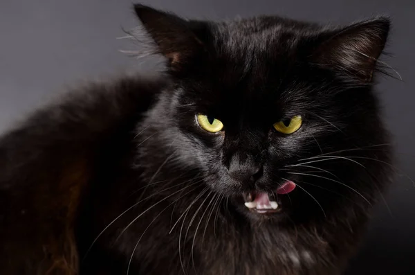 Retrato de un precioso gato negro esponjoso con ojos amarillos brillantes . —  Fotos de Stock
