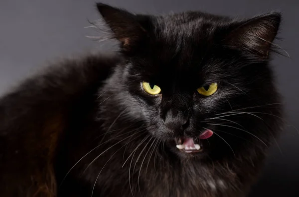 Portrait of a Gorgeous fluffy black cat with bright yellow eyes. — Stock Photo, Image