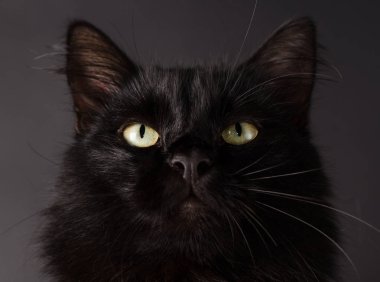 Parlak sarı gözlü güzel kabarık siyah kedi portresi.