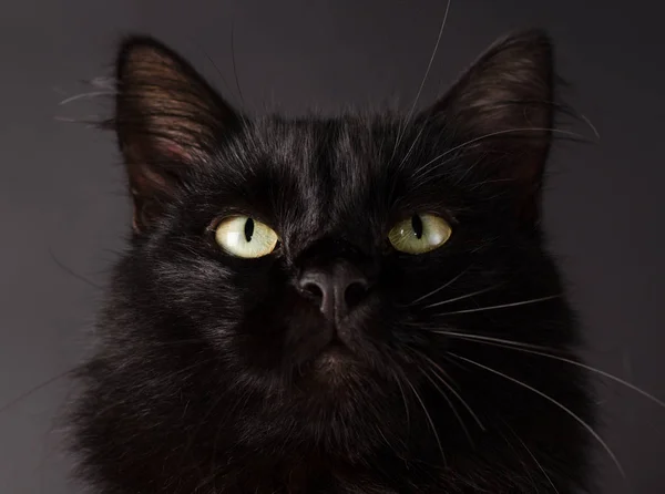 Muotokuva Upea pörröinen musta kissa kirkkaan keltaiset silmät . — kuvapankkivalokuva