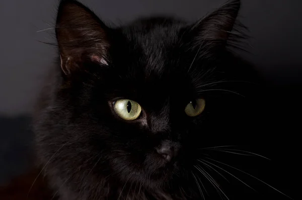 Parlak sarı gözlü güzel kabarık siyah kedi portresi. — Stok fotoğraf