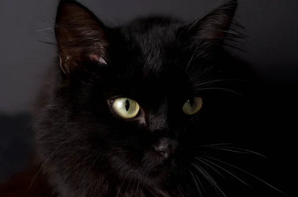 Portrait of a Gorgeous fluffy black cat with bright yellow eyes. — Stock Photo, Image