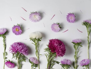 Kasımpatı ve dahlia çiçekler ile yaratıcı arka plan. Çiçek sınır düz yatıyordu kavramı