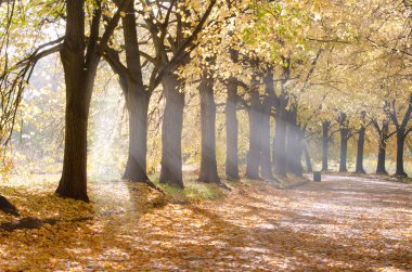 Sabah güneş ışınları gider üzerinden şehir parkı ağaçlarda düz sokak. Sabah parkta.