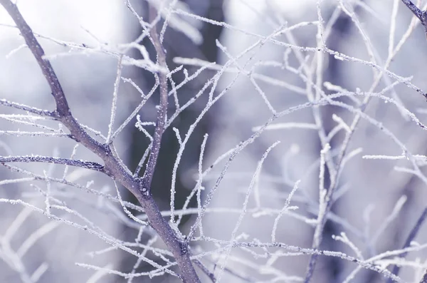Natale, sfondo invernale con albero gelido . — Foto Stock