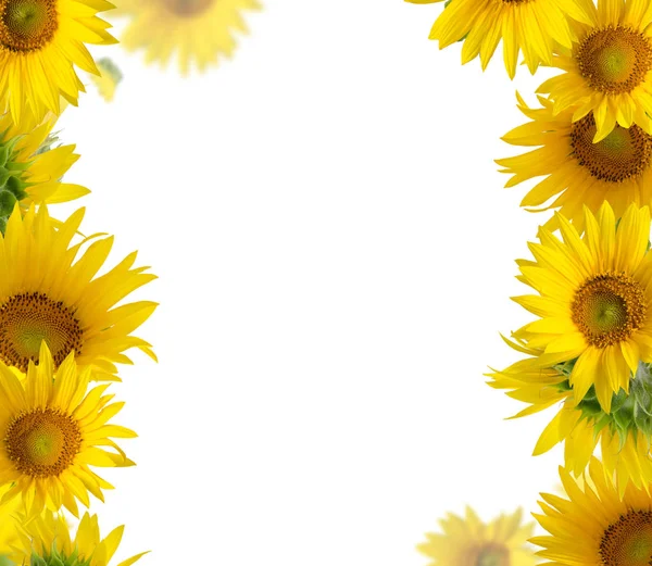 Frame of sunflowers on a white background. Background with copy space ...