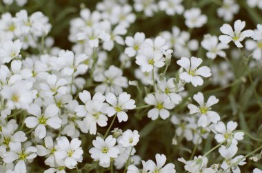 Cerastium tomentosum çiçek. Güzel beyaz çiçekler arka plan.