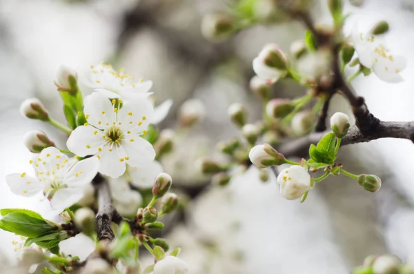 Les pruniers fleurissent. Fleurs blanches de printemps gros plan. Souple focus printemps fond saisonnier . — Photo