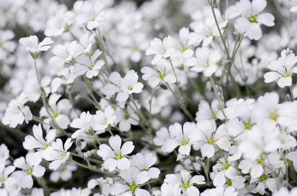 Cerastium tomentosum in bloom. Beautiful white flowers background. Royalty Free Stock Photos