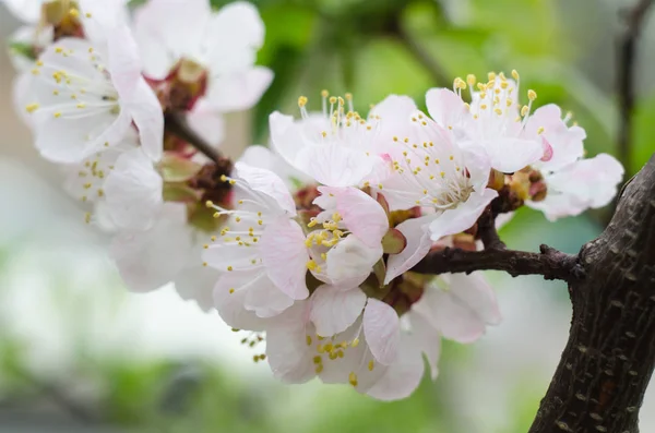 Damasco a florescer no jardim. Fundo sazonal bela primavera bom para cartão de saudação, convite de casamento, web . — Fotografia de Stock