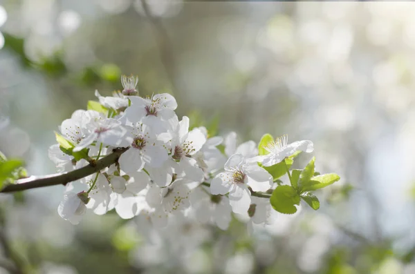 A cerejeira floresce. Flores brancas da primavera close-up. Primavera foco suave fundo sazonal . — Fotografia de Stock