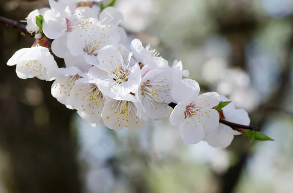 Damasco a florescer no jardim. Fundo sazonal bela primavera bom para cartão de saudação, convite de casamento, web . — Fotografia de Stock