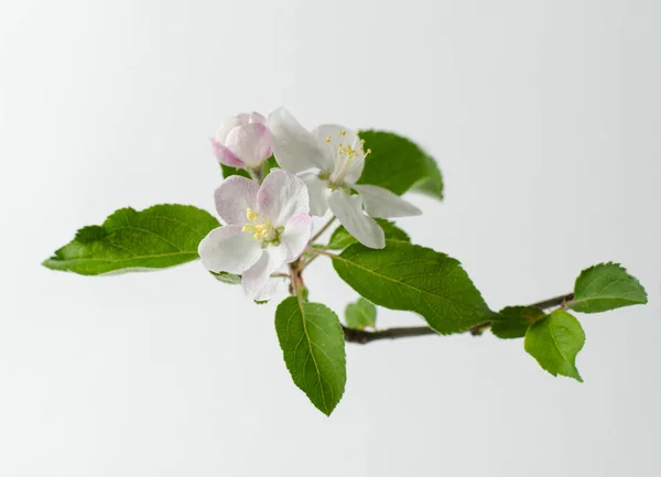 Une branche de pommier fleurit isolée sur un fond blanc . — Photo