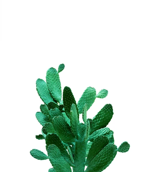Opuntia cactus. Creative layout. Minimal style still life. — Stock Photo, Image