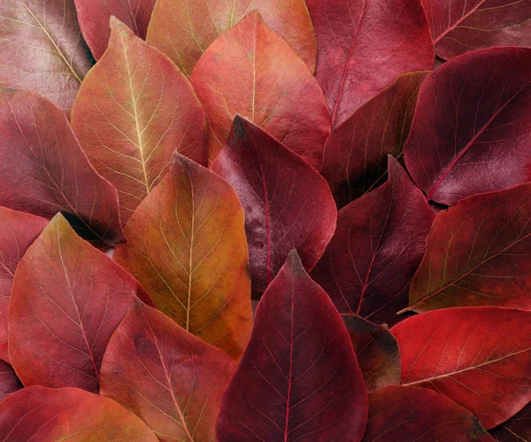 Frontera de otoño. Composición de vibrantes hojas rojas y amarillas sobre un fondo blanco. Flat lay Vista superior de fondo de moda . —  Fotos de Stock