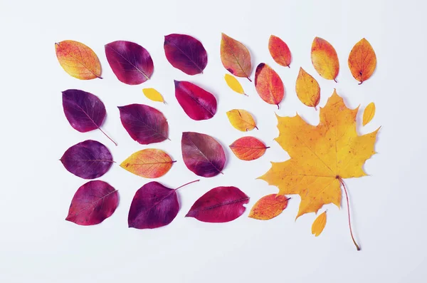 Autumn border. Composition of vibrant red and yellow leaves on a white background. Flat lay Top view trendy background.