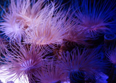 Deniz anemone akvaryum koyu mavi su. Tropikal deniz yaşamı arka plan.